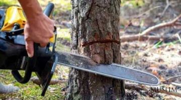 Исламские ученые Индии запретили верующим вырубать деревья