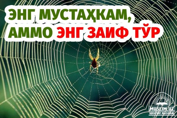 Энг мустаҳкам, аммо энг заиф тўр