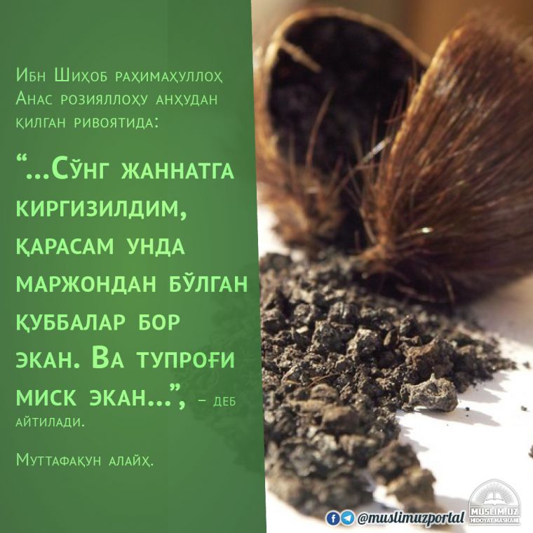 Misk qayerdan olinadi?