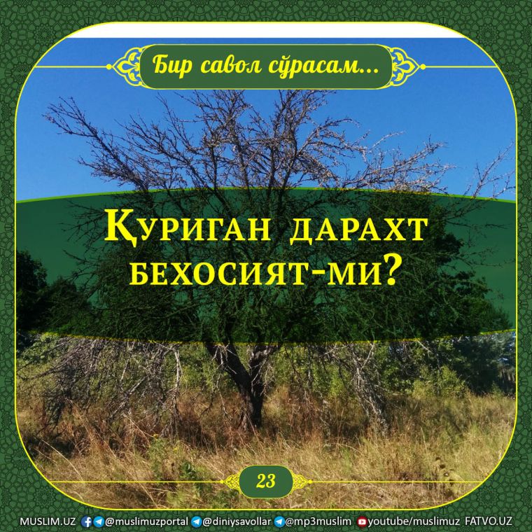 Бир савол сўрасам: Қуриган дарахт бехосият-ми?