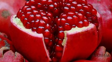 АНОР – ЮРАККА ШИФО, САРАТОНГА ҚАРШИ КУРАШАДИ