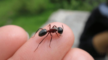 Чумоли чақишининг фойдалари