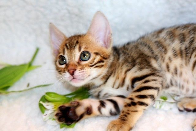 Rus talabalar porno oyin-kulgi Brunette jinsiy aloqa