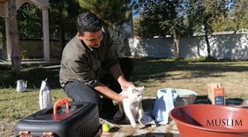 Турецкий имам учит людей милосердию с помощью кошек