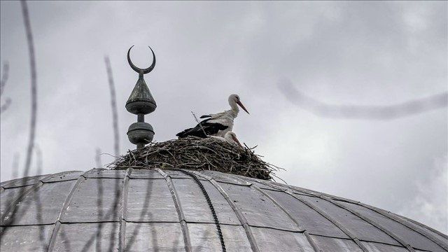 Аисты — «вестники весны» — уже 16 лет строят гнездо на куполе мечети