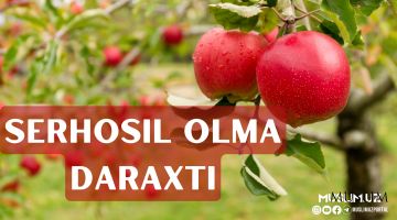 Серҳосил олма дарахти