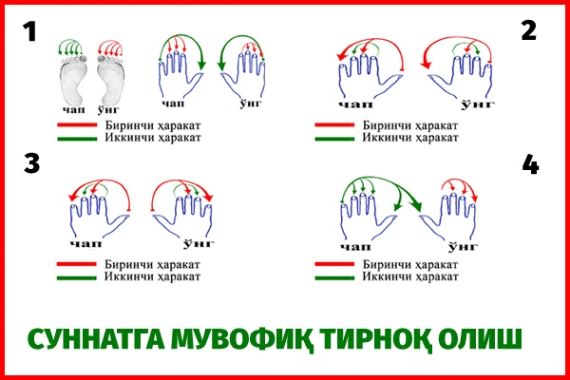 Tirnoq qanday olinadi?