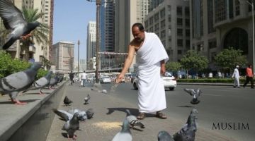 1,000 Riyal Fine Imposed for Feeding Pigeons near Masjid al Haram