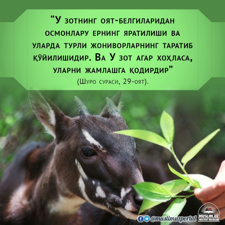 Sayyoramizdagi eng noyob jonzotlardan biri