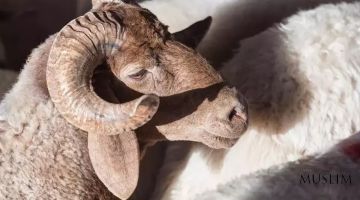 Haj safariga borganlar qurbonlik qiladimi?