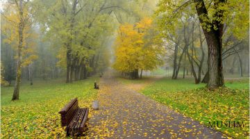Қайсарликнинг оқибати – ҳалокат