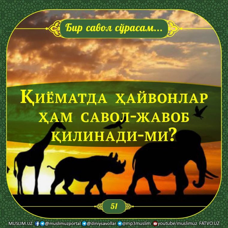 Бир савол сўрасам: Қиёматда ҳайвонлар ҳам савол-жавоб қилинади-ми?