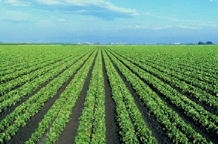 Dexqonchilikda baraka bor