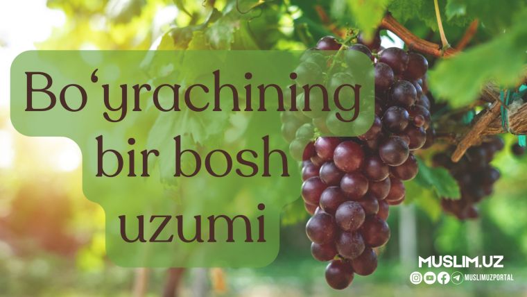 Бўйрачининг бир бош узуми (ҳаётий қисса)