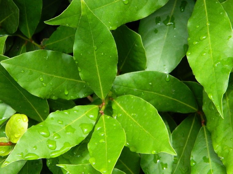 Dafnaning foydalari va zararlari