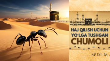 Haj qilish uchun yo‘lga tushgan chumoli