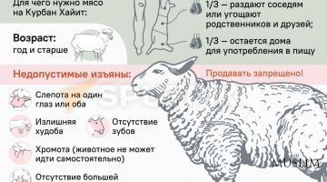 Как правильно выбрать барашка на Курбан Хайит