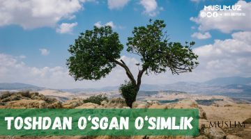 Toshdan o‘sgan o‘simlik