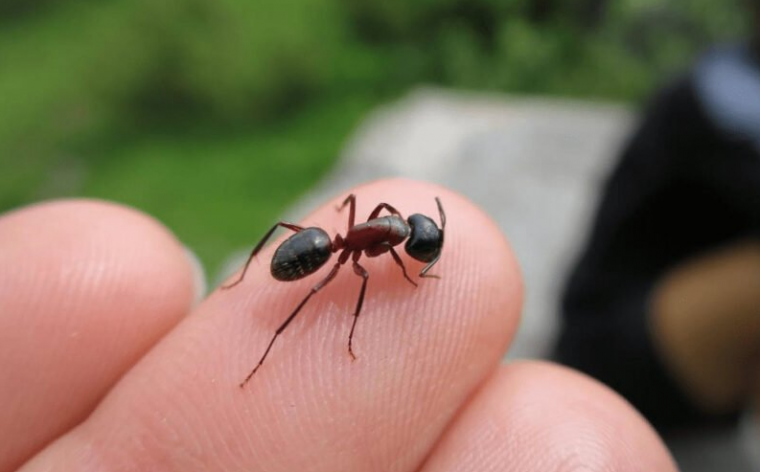 Чумоли чақишининг фойдалари