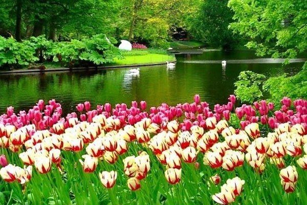 Четыре райские реки в Священном Коране 