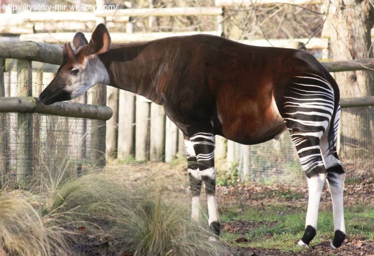 Noyob hayvon – okapi