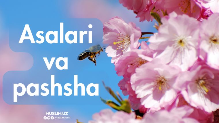 Asalari va pashsha