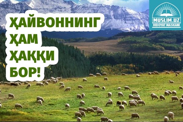 Ҳайвоннинг ҳам ҳаққи бор!