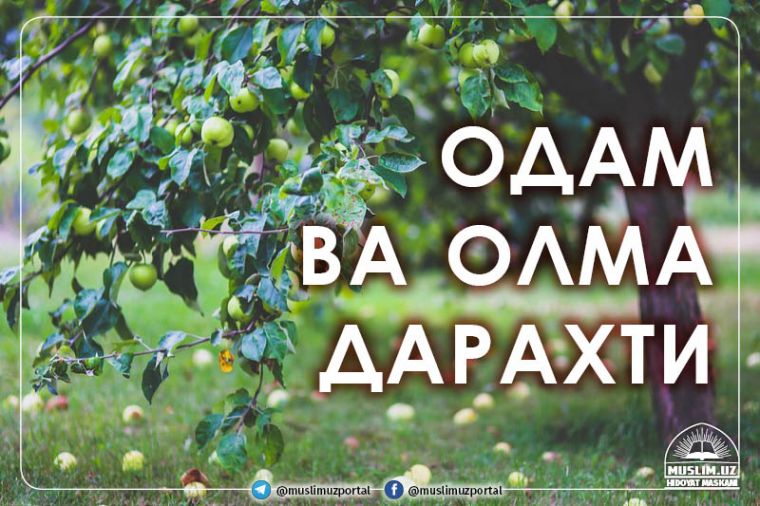 Odam va olma daraxti